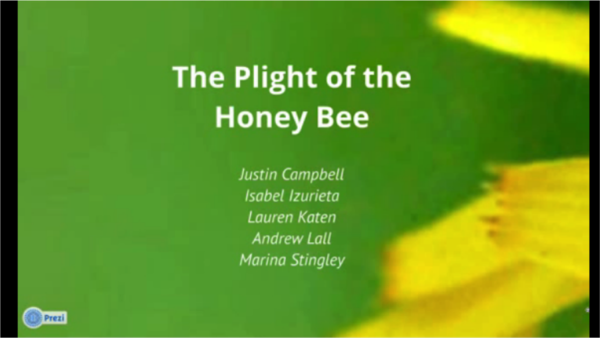 The plight of the honey bee